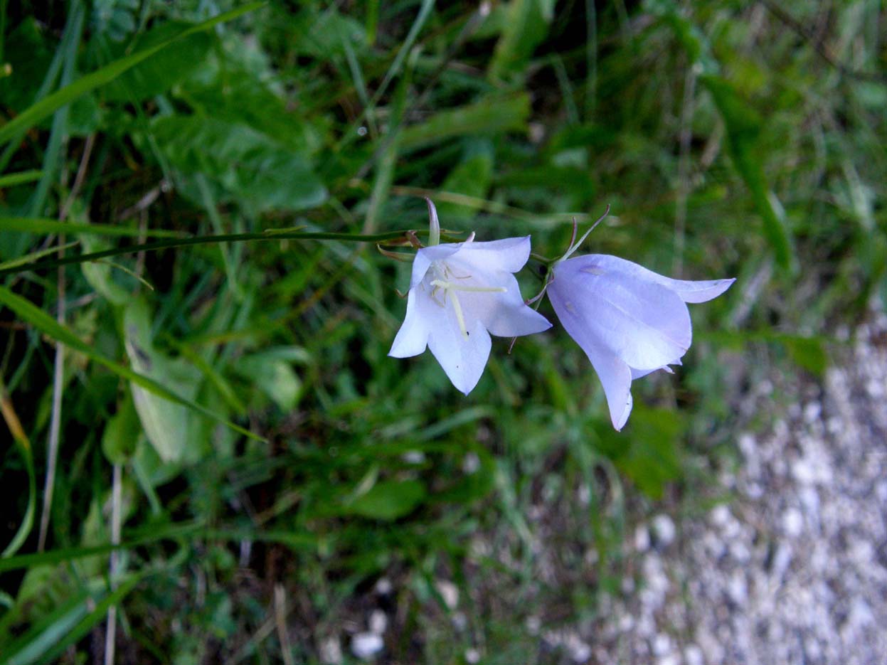 Campanula persicifolia