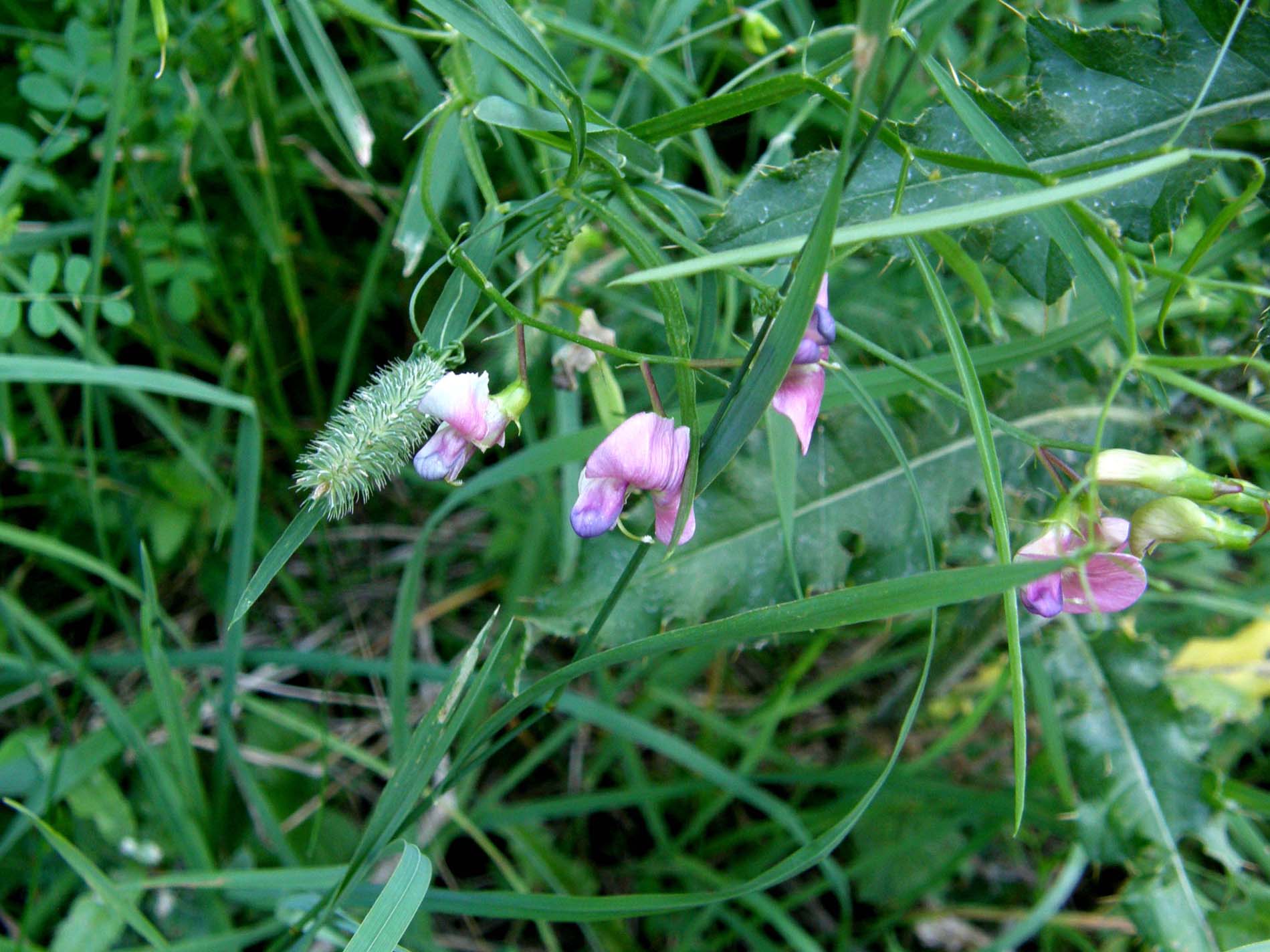 Lathyrus sp. (Fabaceae)