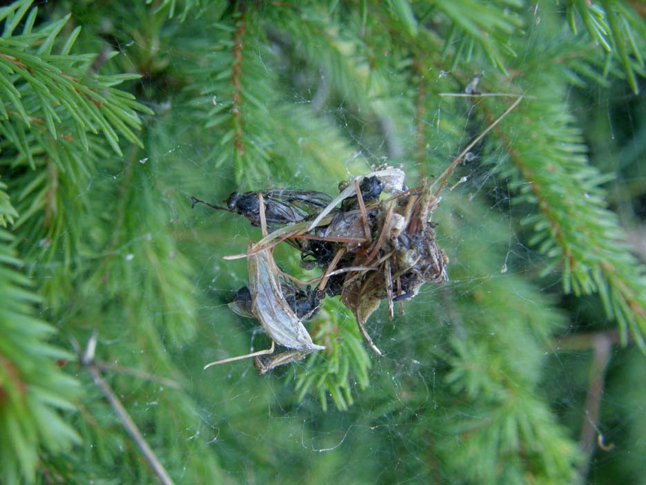 Linyphiidae e Theridiidae (Phylloneta sp.)