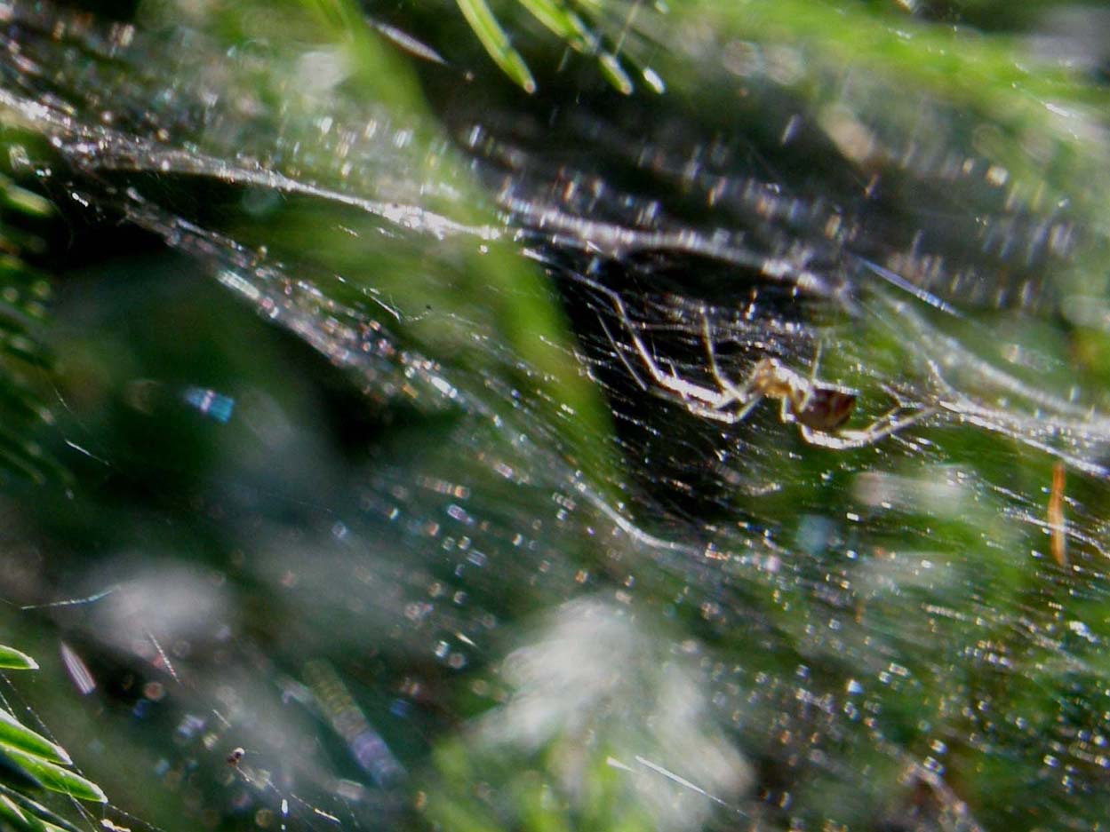 Linyphiidae e Theridiidae (Phylloneta sp.)