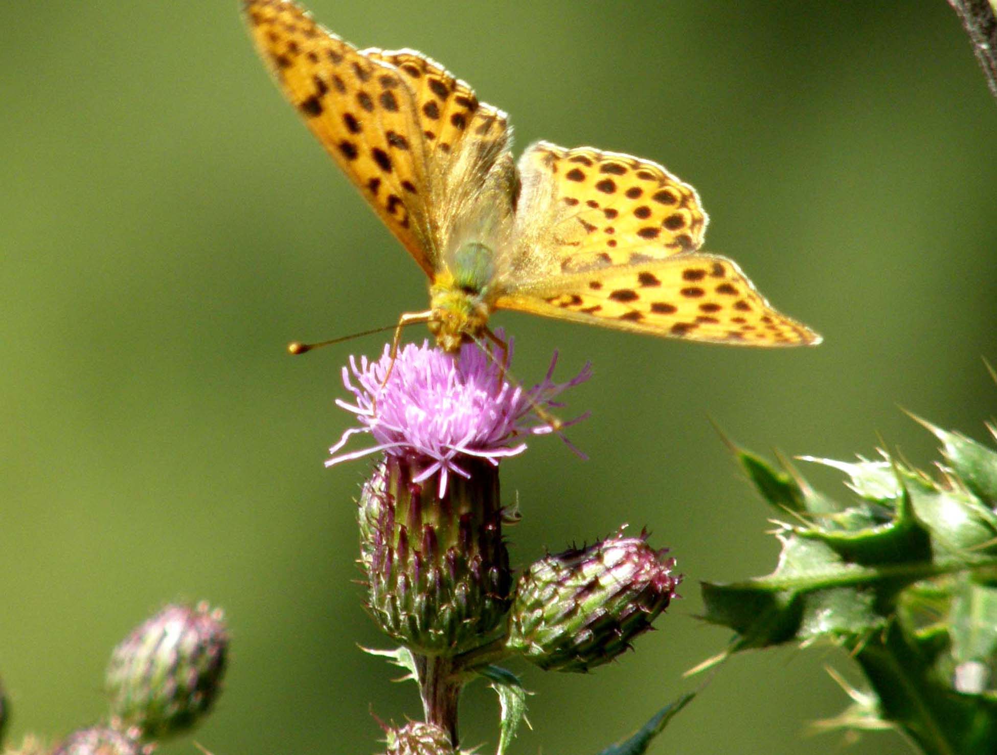 Cirsium heterophyllum e Cirsium anverse