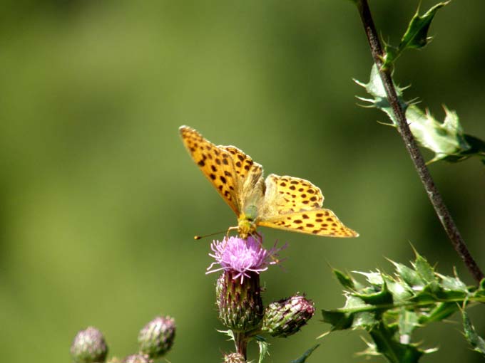 Nimphalidae: Issoria lathonia, Argynnis aglaia e Argynnis paphia