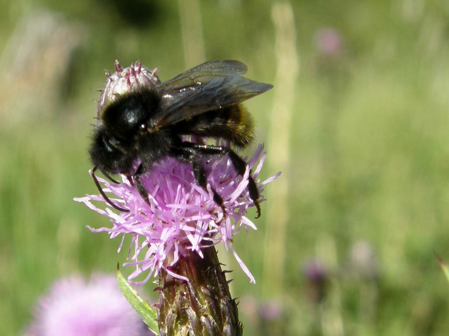 Cirsium heterophyllum e Cirsium anverse