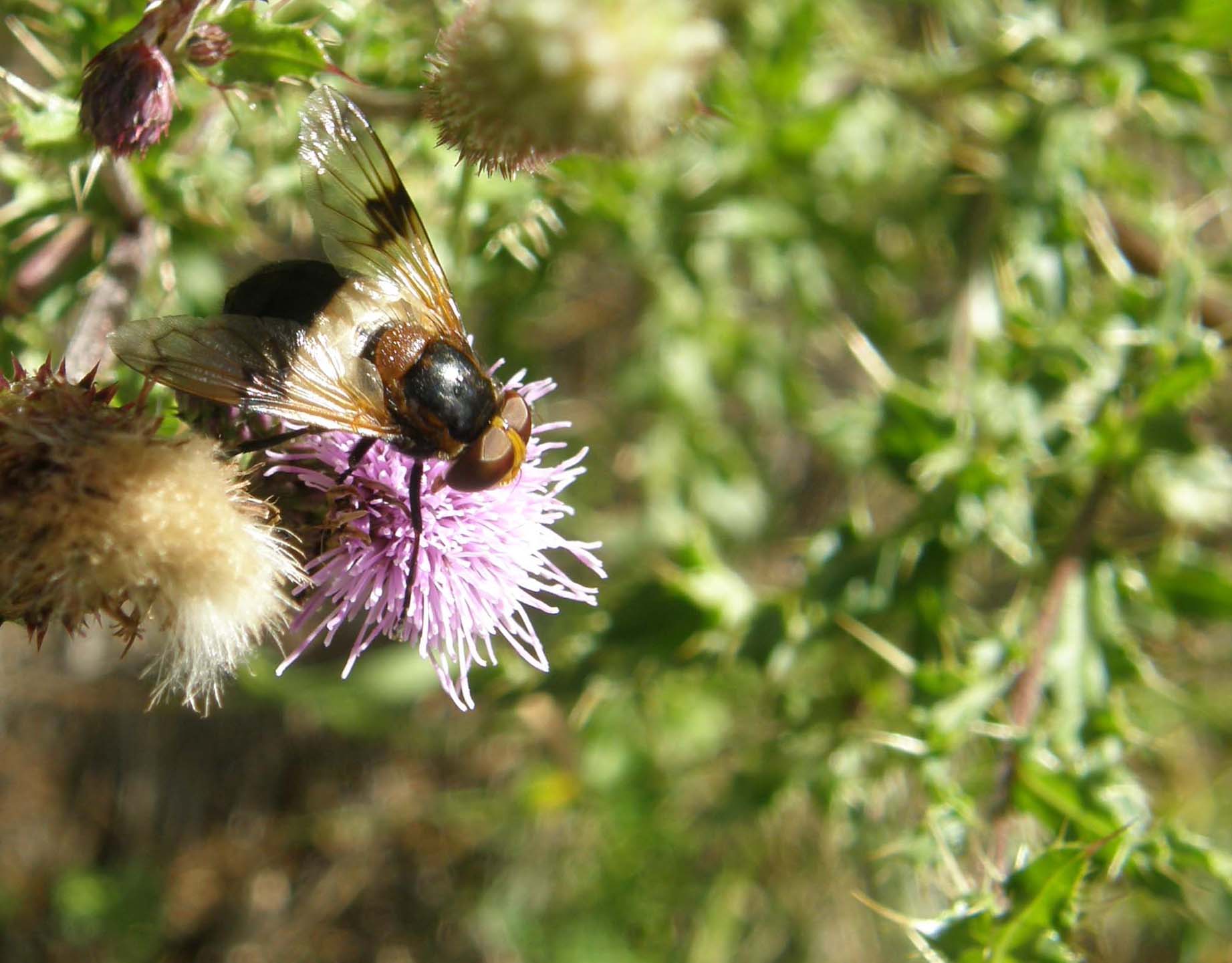 Syrphidae...dalle ali macchiate