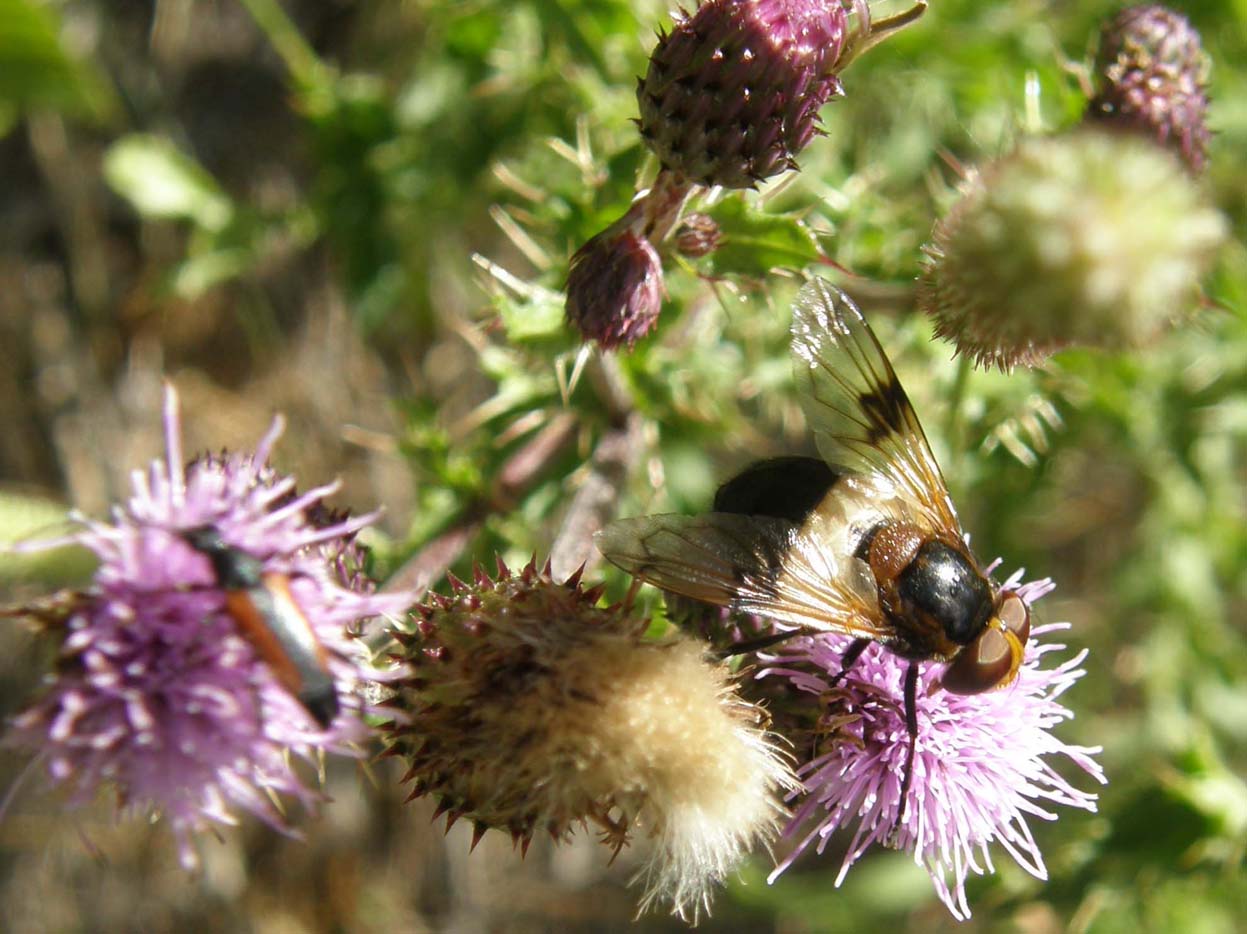 Cirsium heterophyllum e Cirsium anverse