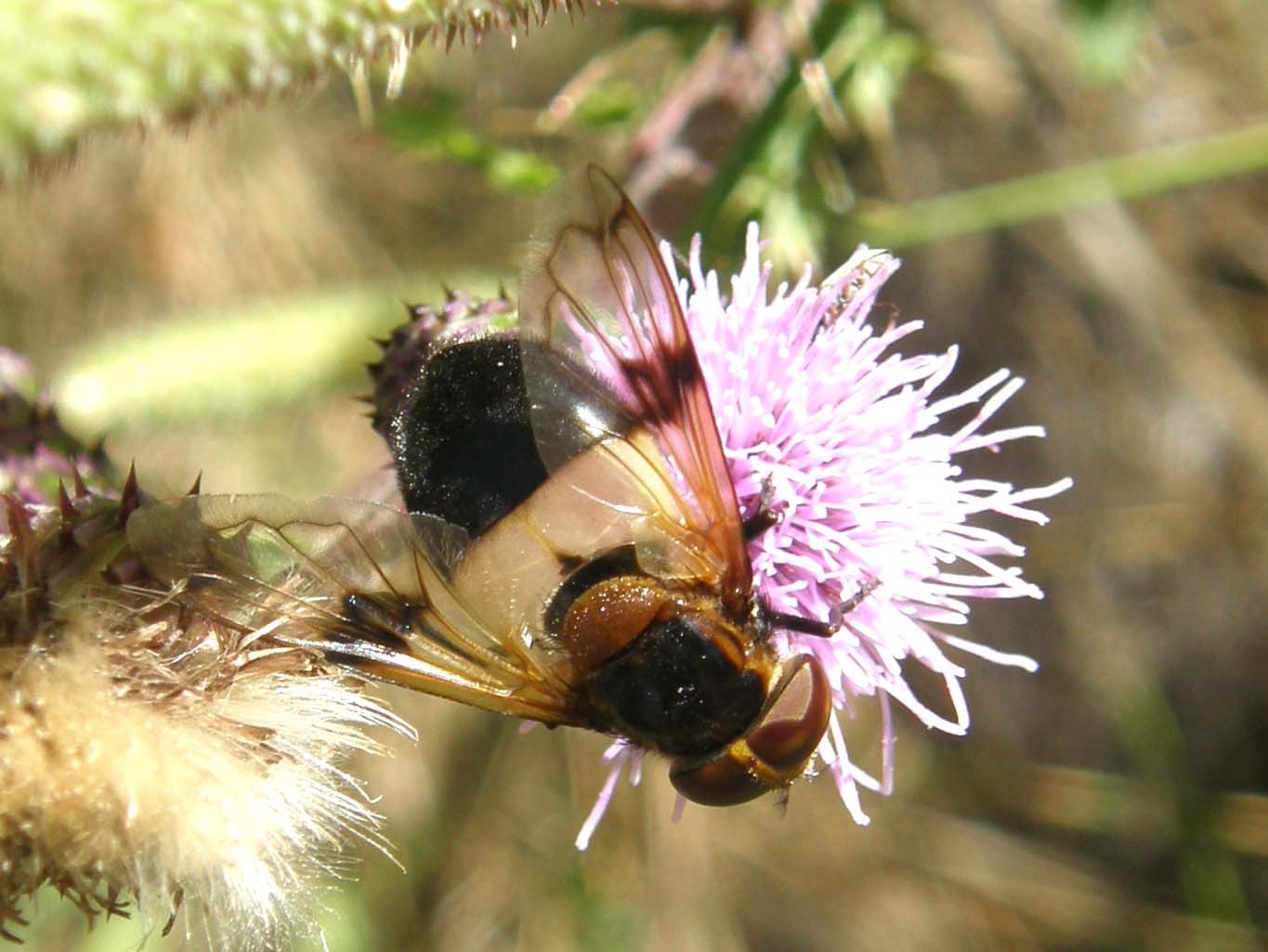 Syrphidae...dalle ali macchiate