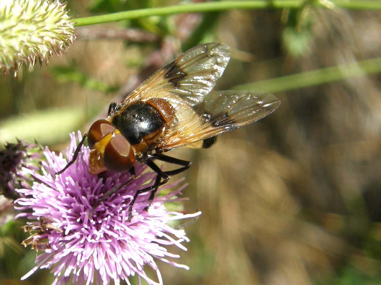 Syrphidae...dalle ali macchiate