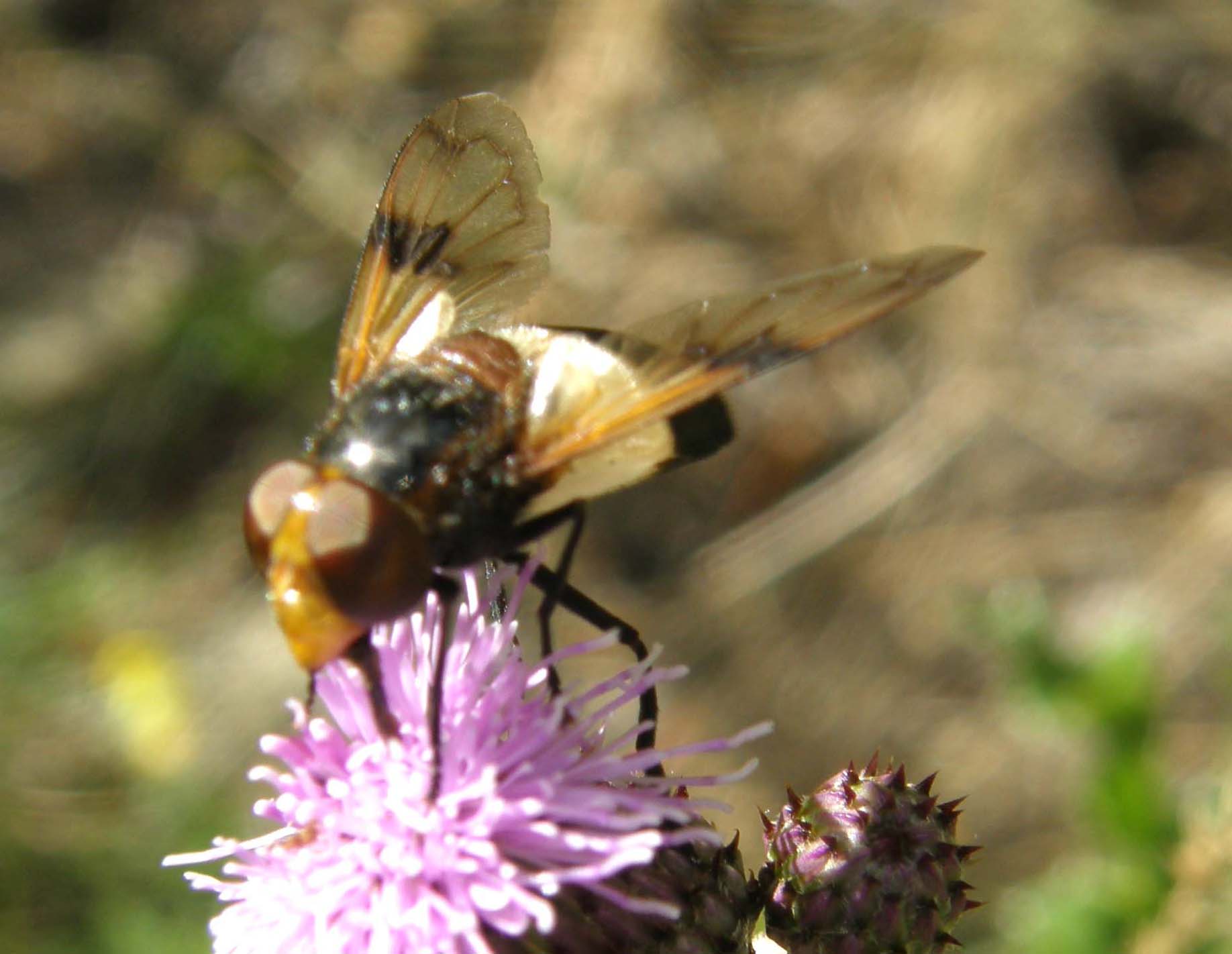 Syrphidae...dalle ali macchiate