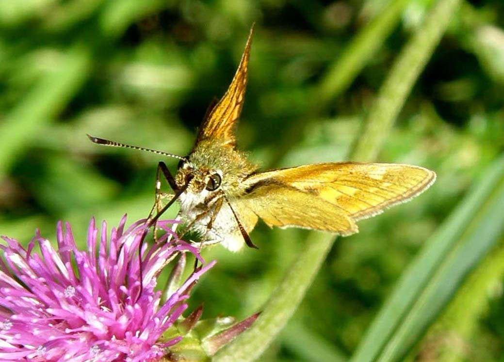 Ochlodes altoatesini da identificare