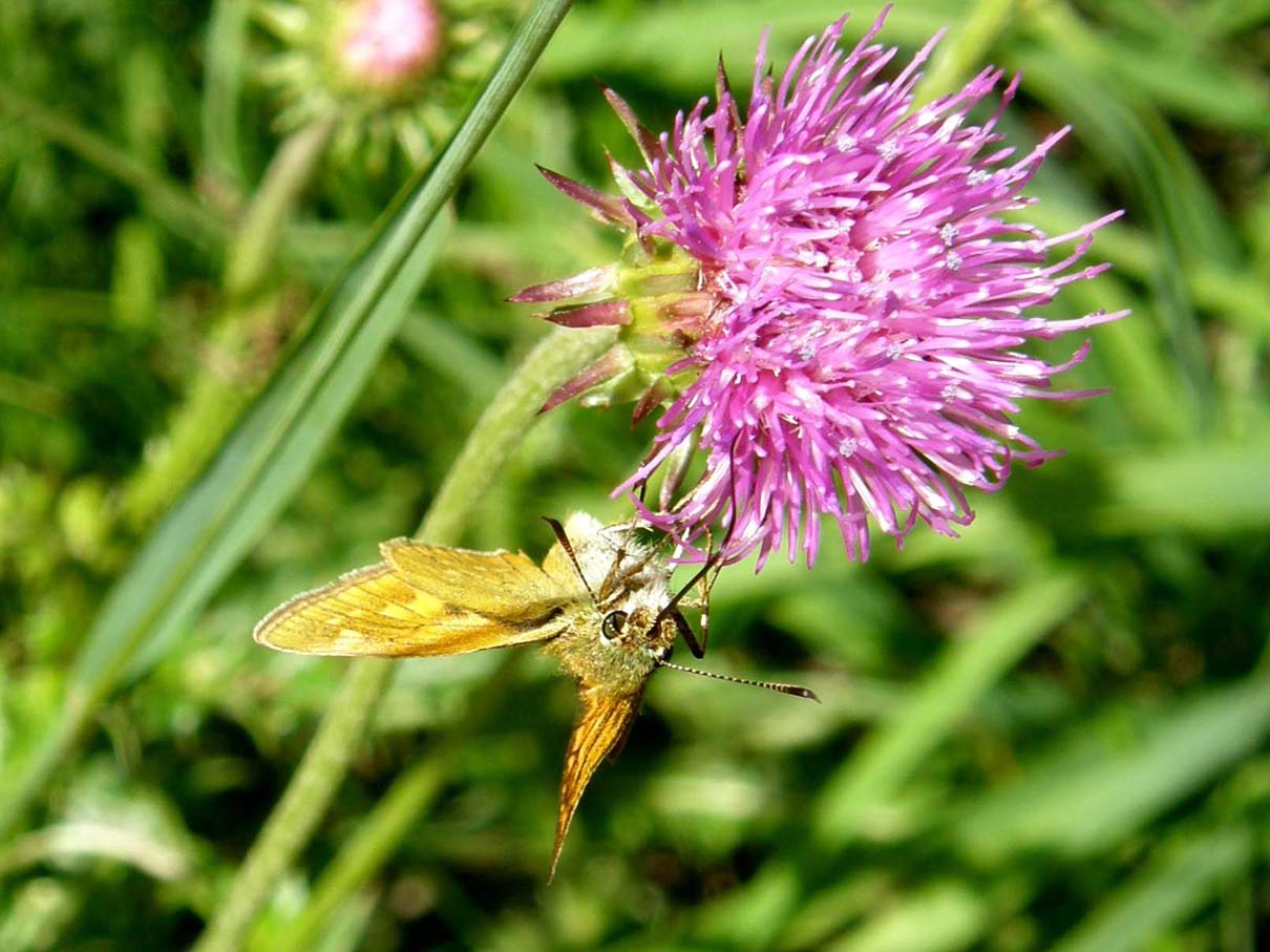 Cirsium heterophyllum e Cirsium anverse