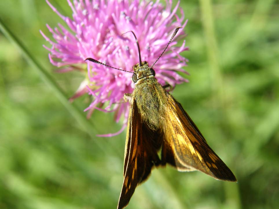 Ochlodes altoatesini da identificare