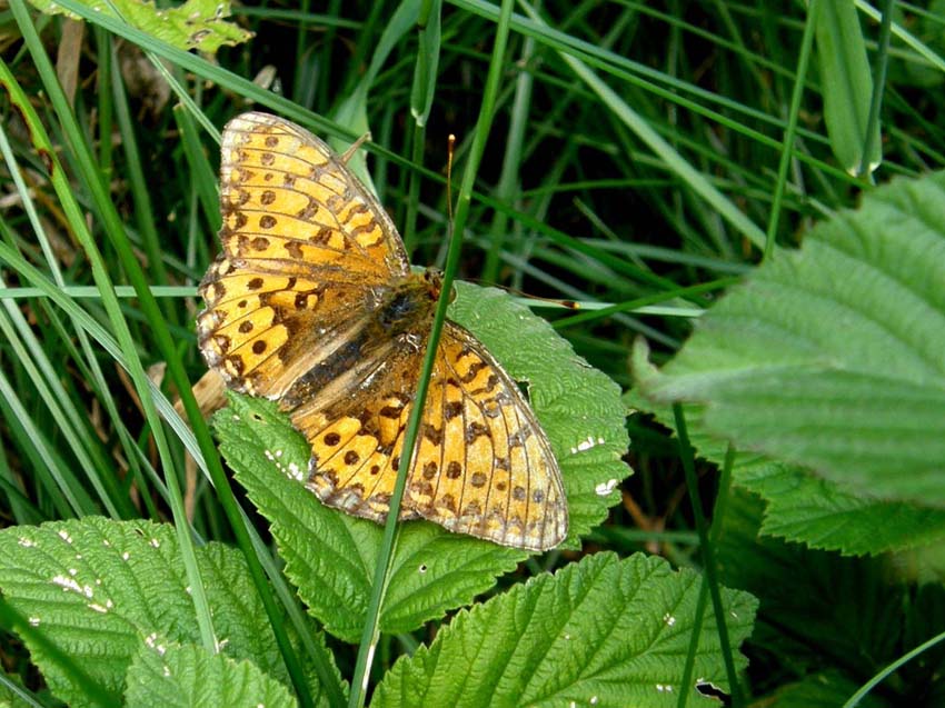 Nimphalidae: Issoria lathonia, Argynnis aglaia e Argynnis paphia