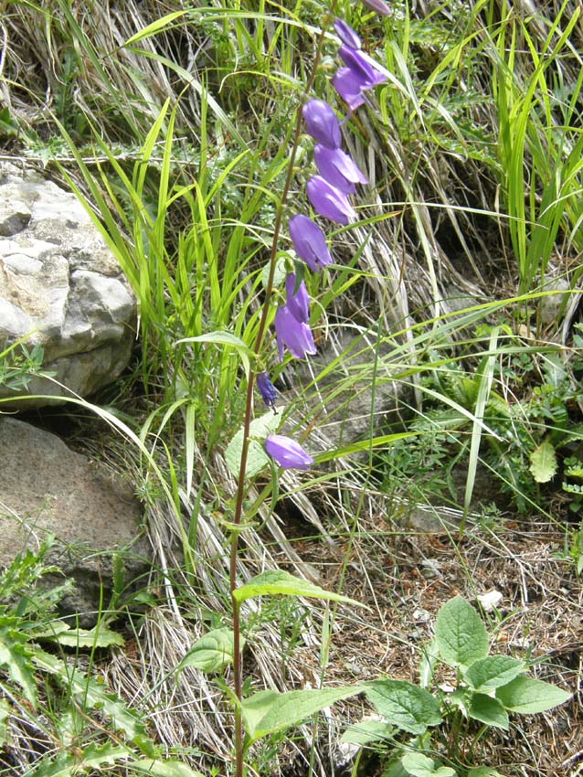 Campanula rapunculoides