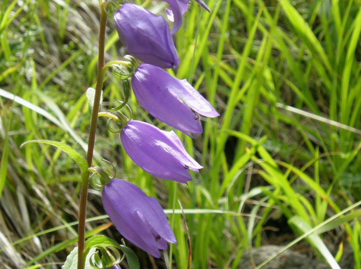 Campanula rapunculoides