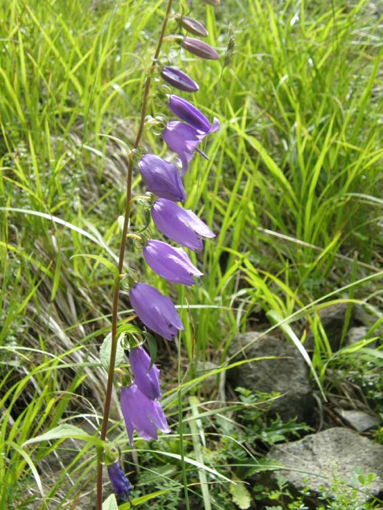 Campanula rapunculoides