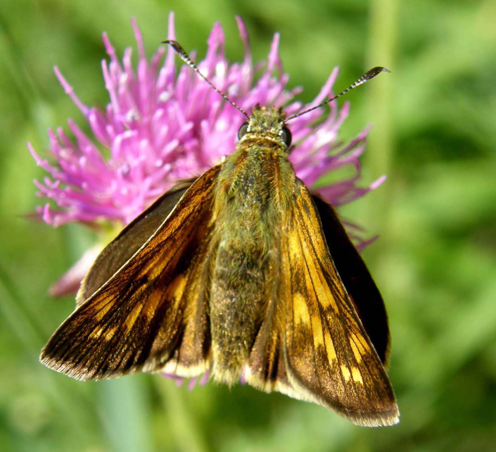 Ochlodes altoatesini da identificare