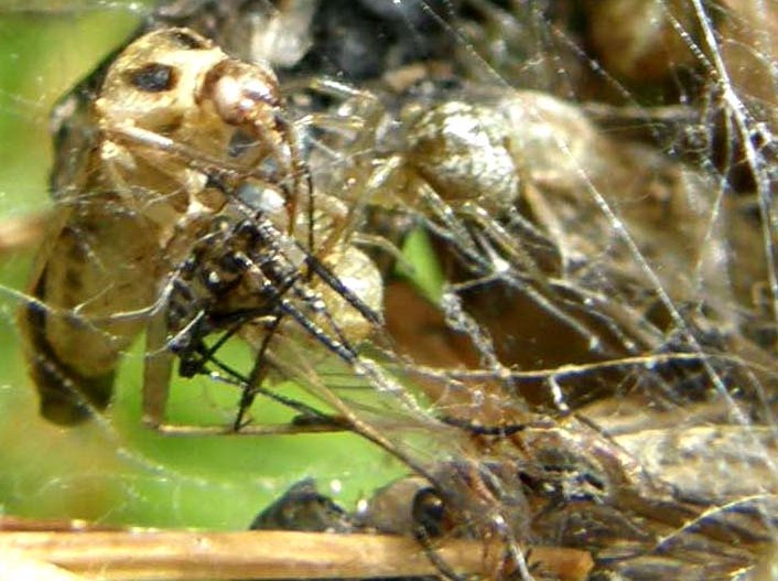 Linyphiidae e Theridiidae (Phylloneta sp.)