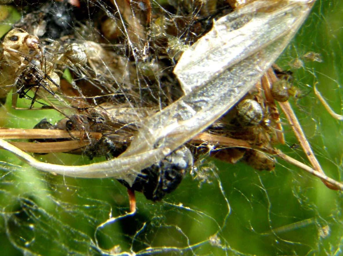 Linyphiidae e Theridiidae (Phylloneta sp.)