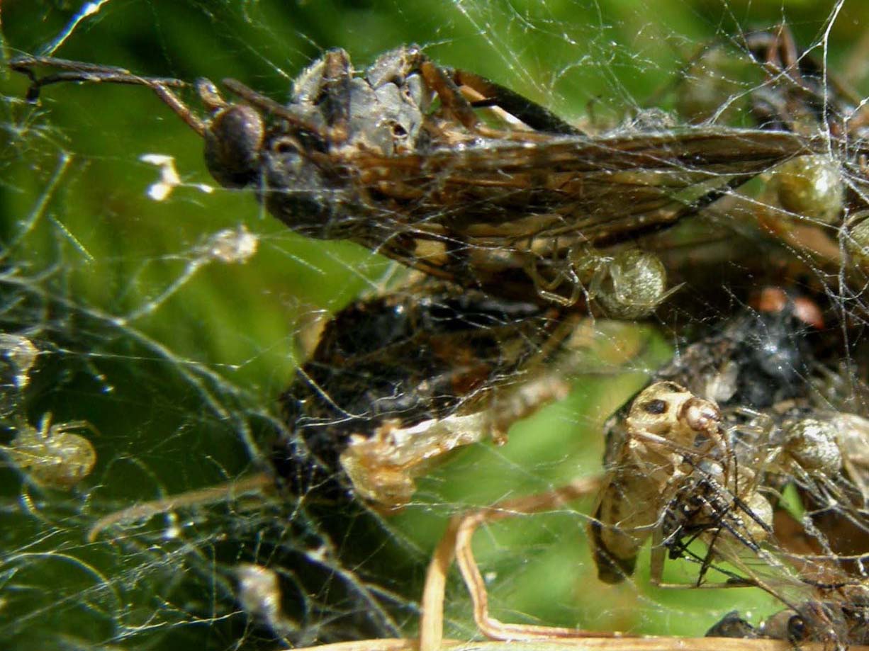 Linyphiidae e Theridiidae (Phylloneta sp.)