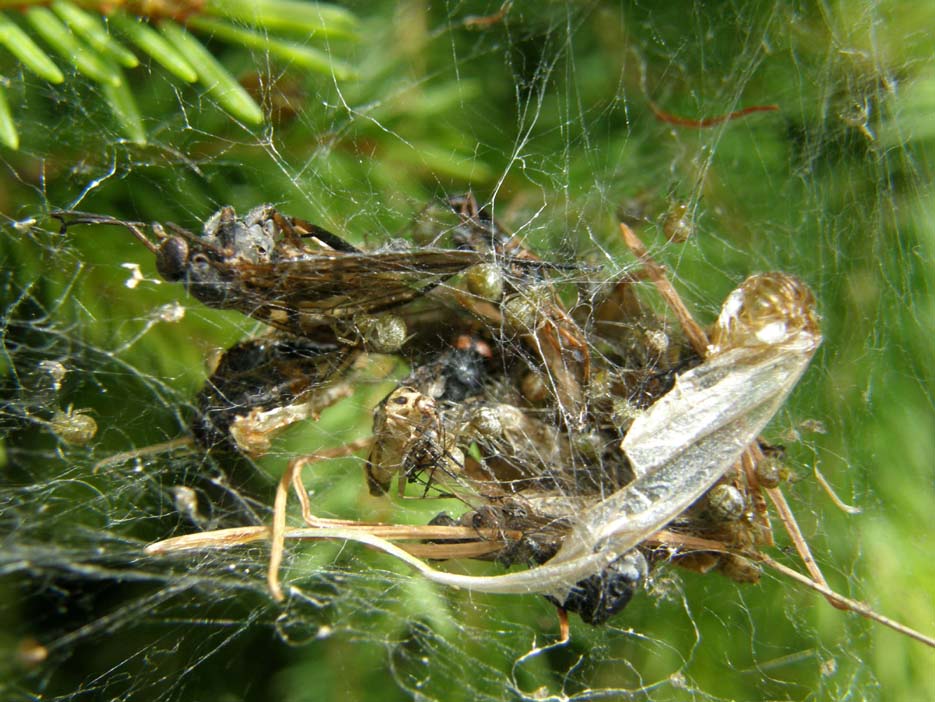 Linyphiidae e Theridiidae (Phylloneta sp.)