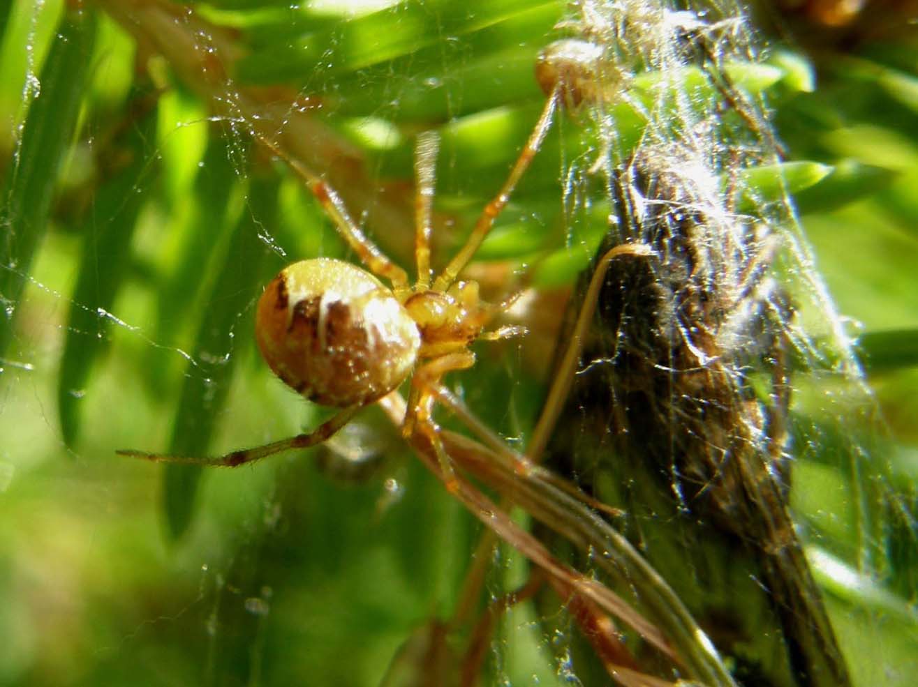 Linyphiidae e Theridiidae (Phylloneta sp.)