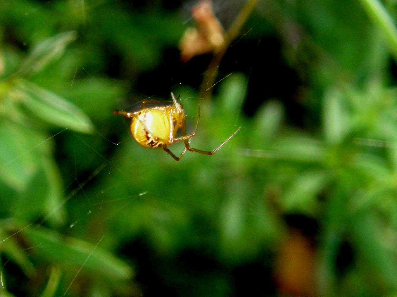 Linyphiidae e Theridiidae (Phylloneta sp.)