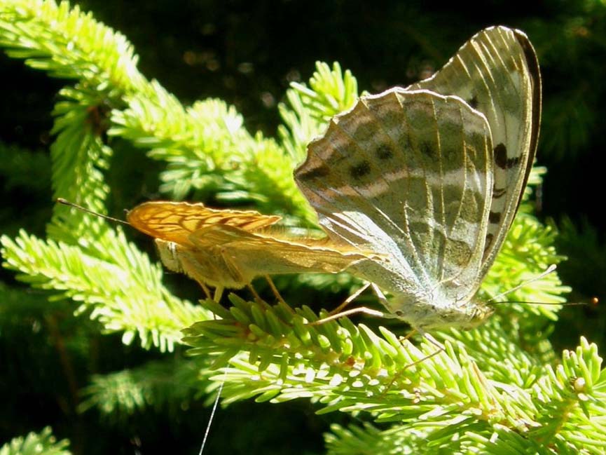 Nimphalidae: Issoria lathonia, Argynnis aglaia e Argynnis paphia