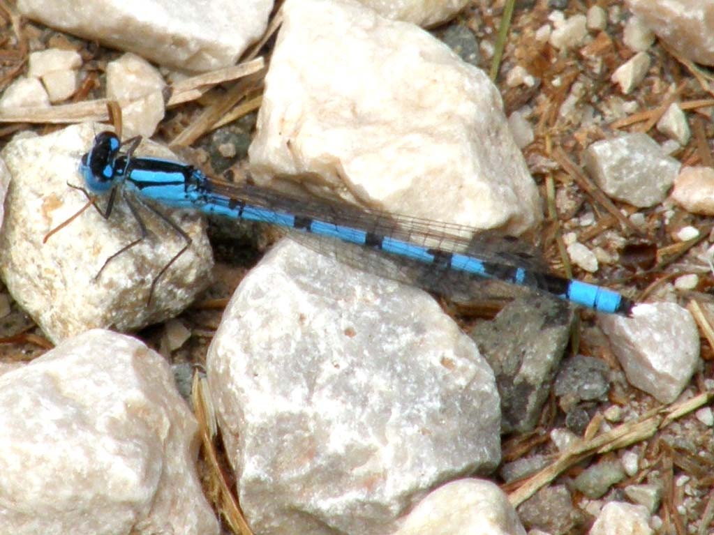 Folla di Coenagrionidae