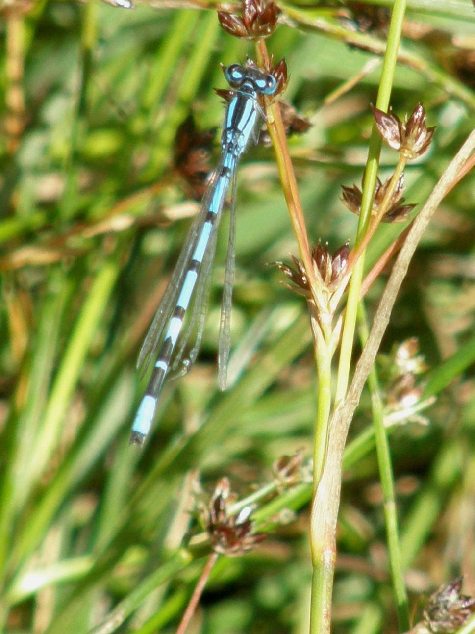 Folla di Coenagrionidae