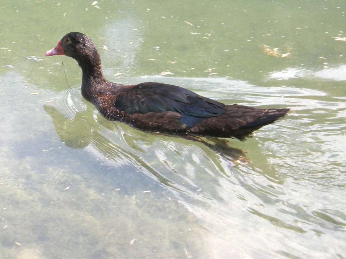 Ibrido di anatra?  No, Cairina moschata