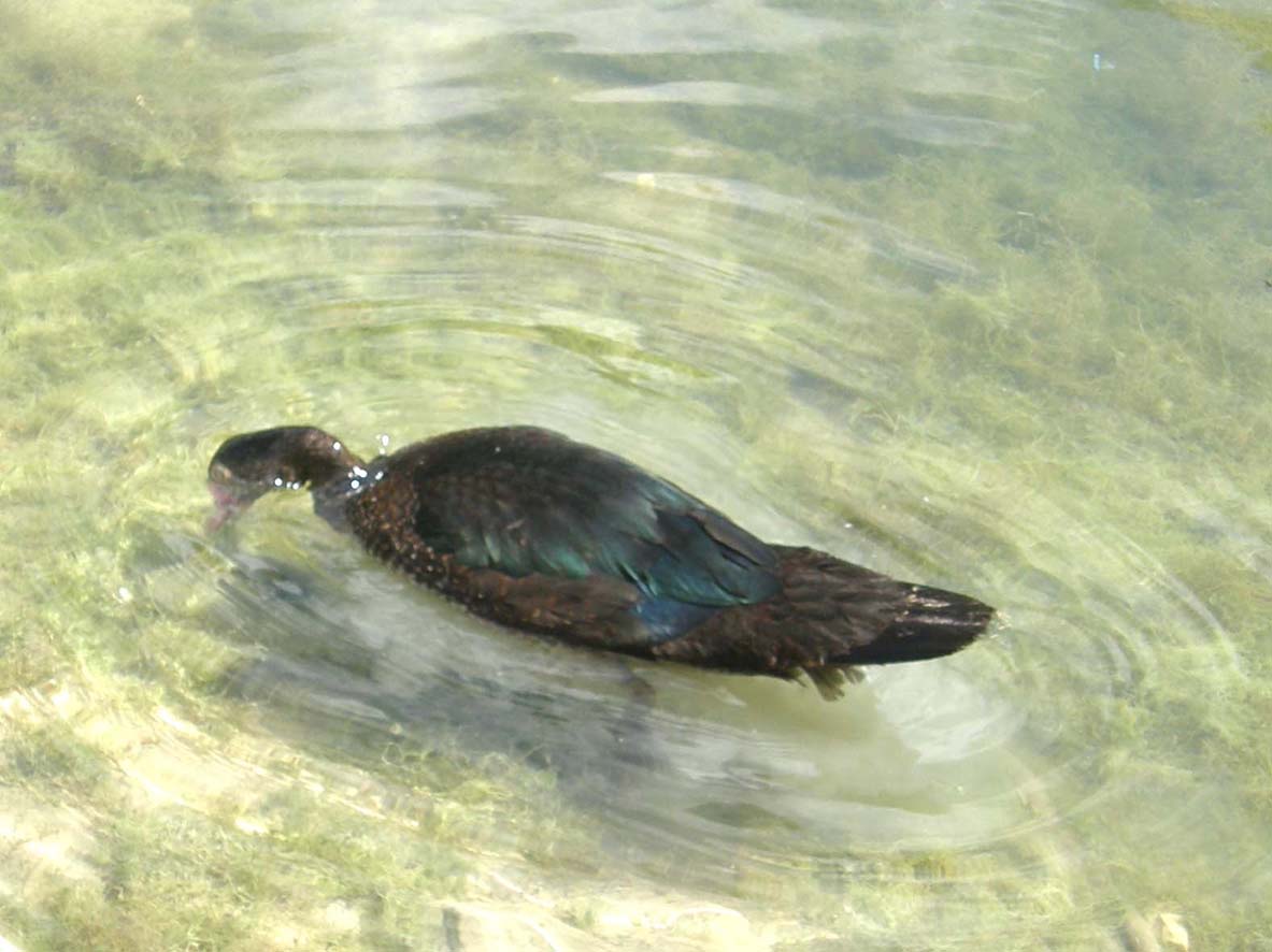 Ibrido di anatra?  No, Cairina moschata