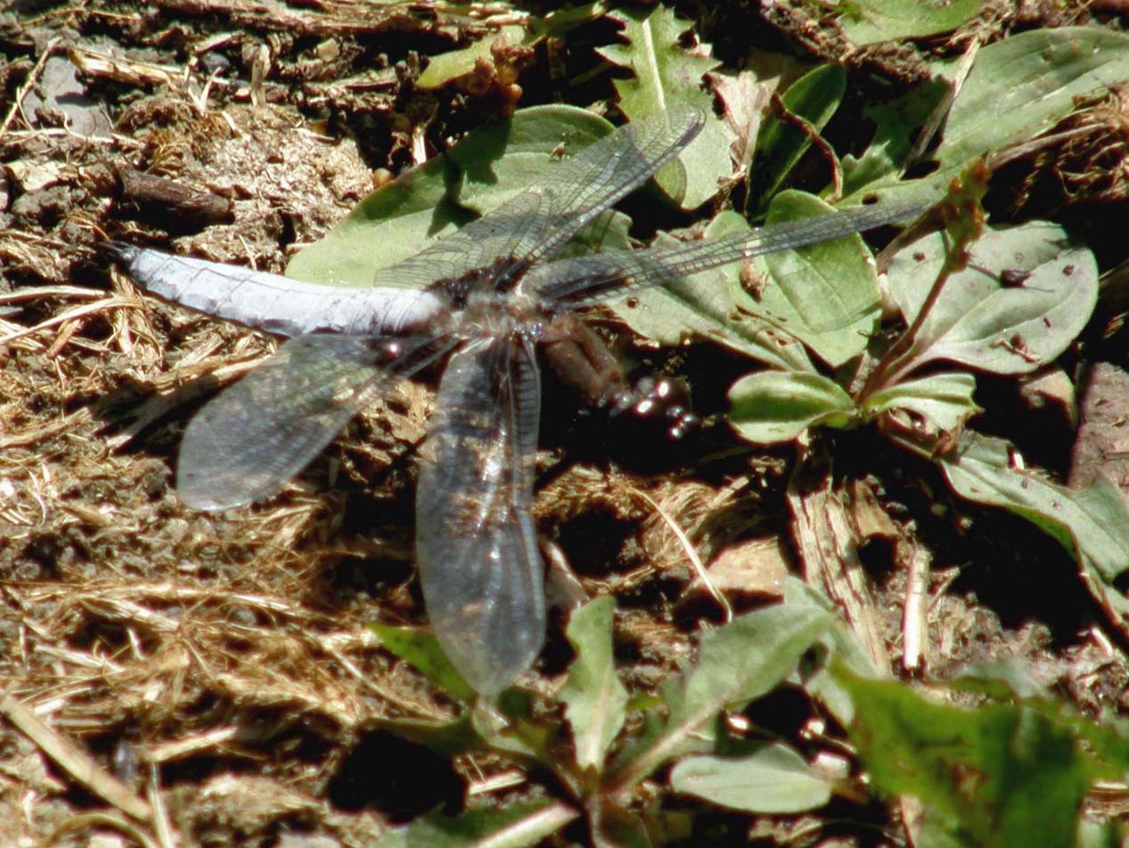 Libellula blu