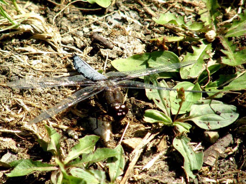 Libellula blu