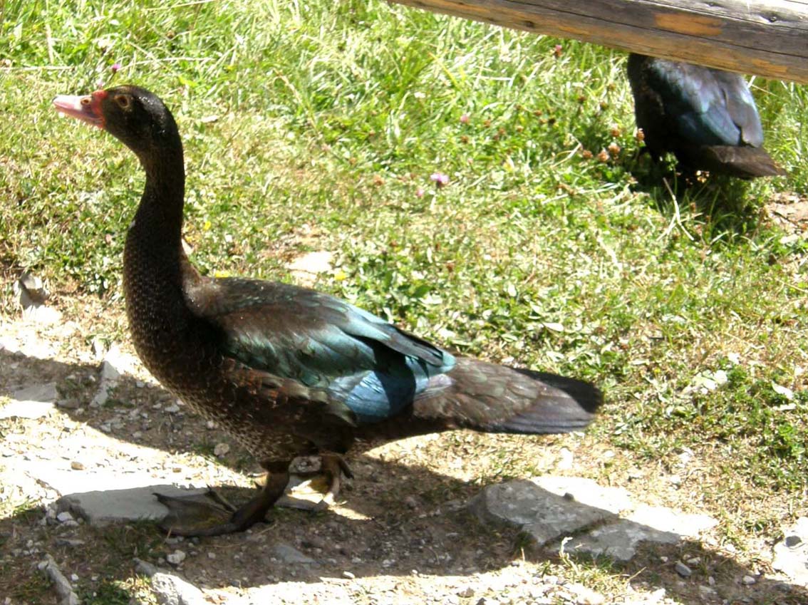 Ibrido di anatra?  No, Cairina moschata