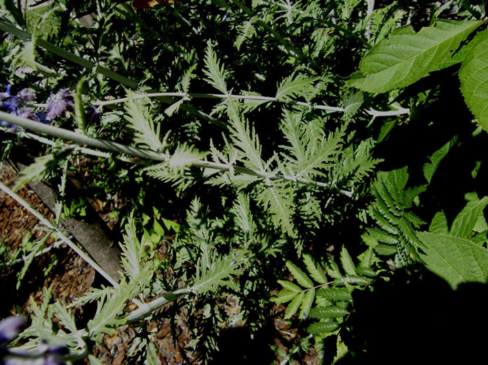 Spighe violacee - Perovskia atriplicifolia