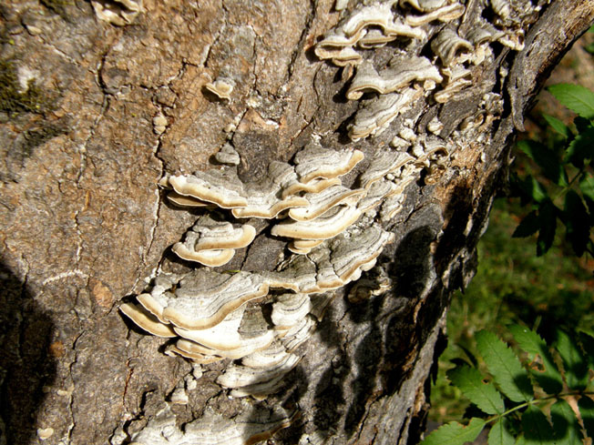 Funghi su legno - 1