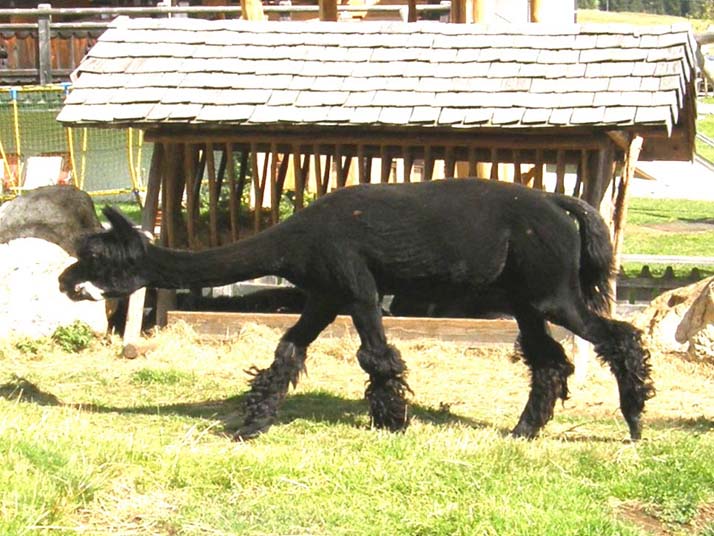 Alpaca nei rifugi dolomitici