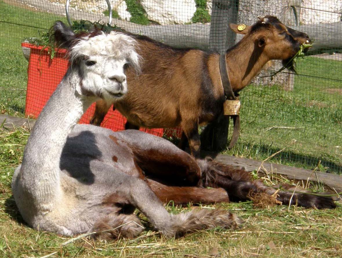 Alpaca nei rifugi dolomitici