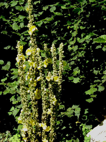 Verbascum sp. (Lamiales - Scrophulariaceae)