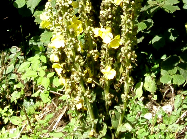 Verbascum sp. (Lamiales - Scrophulariaceae)