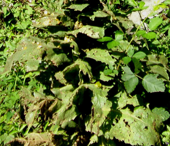 Verbascum sp. (Lamiales - Scrophulariaceae)