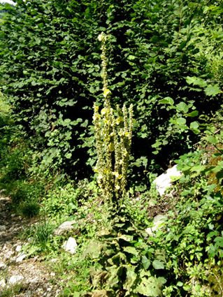 Verbascum sp. (Lamiales - Scrophulariaceae)