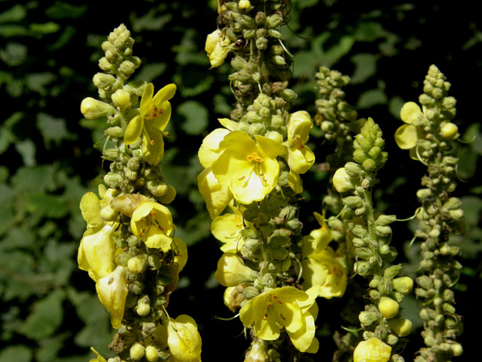 Verbascum sp. (Lamiales - Scrophulariaceae)