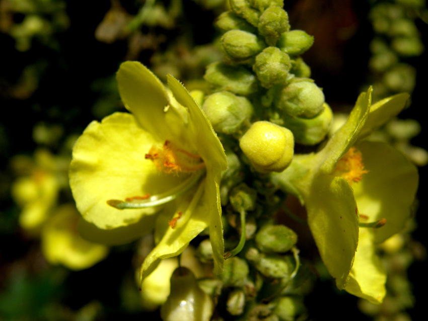 Verbascum sp. (Lamiales - Scrophulariaceae)