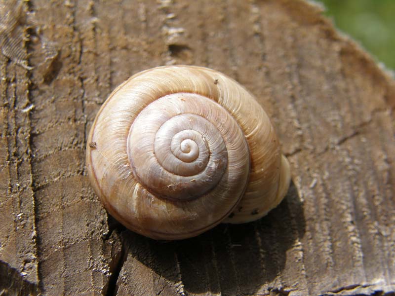 Chilostoma cingulatum