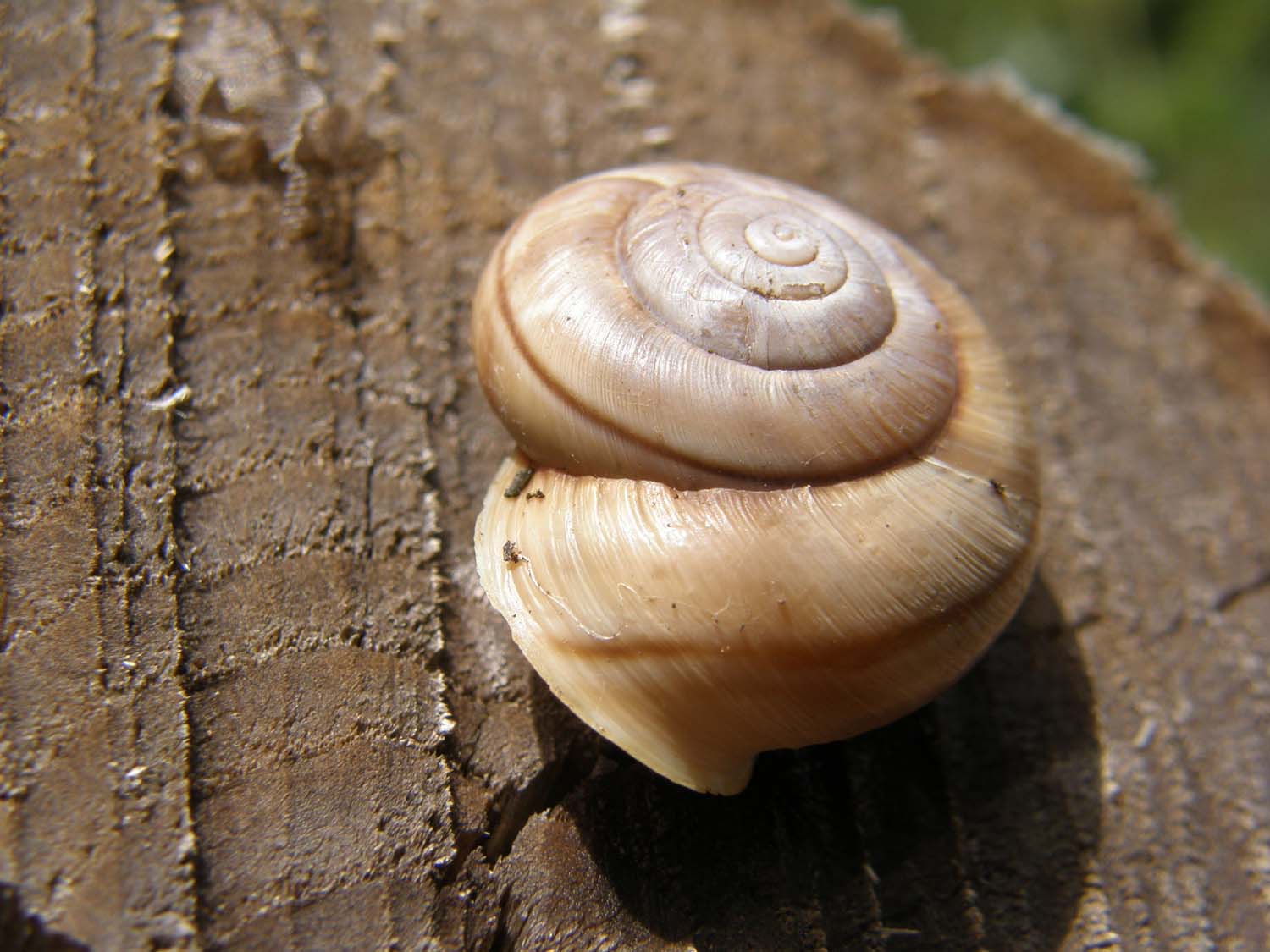 Chilostoma cingulatum