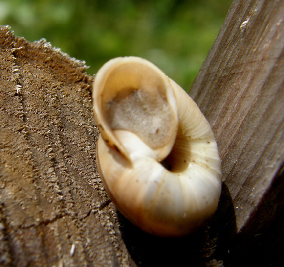 Chilostoma cingulatum