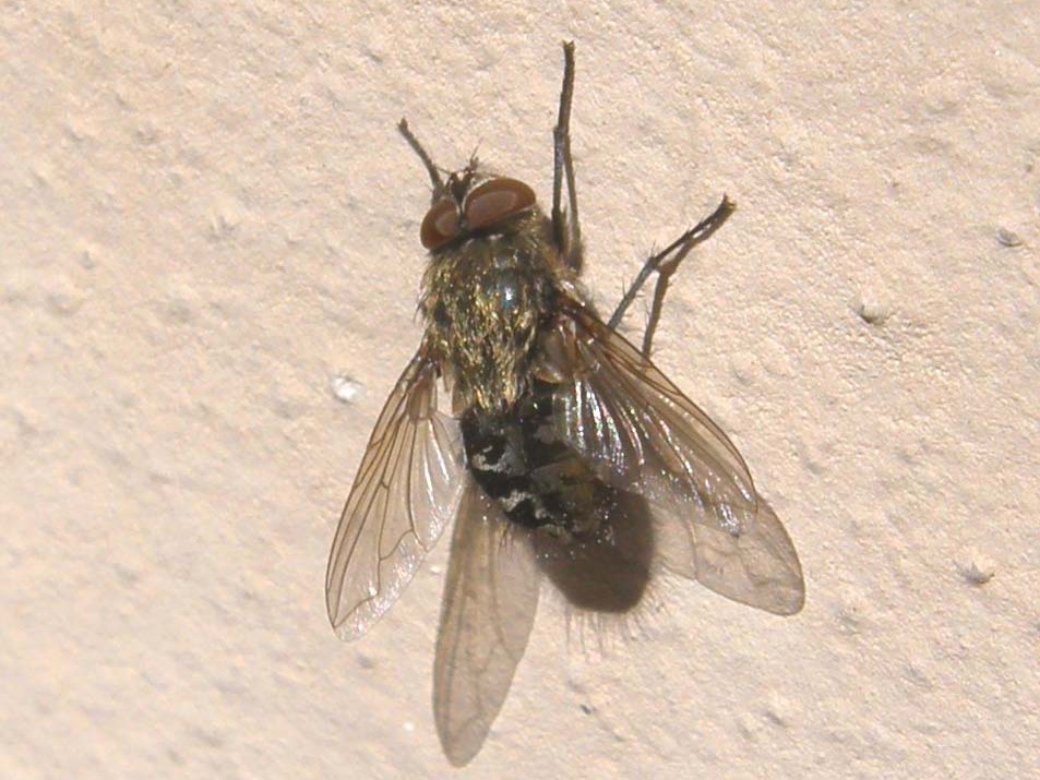 Mosca altoatesina