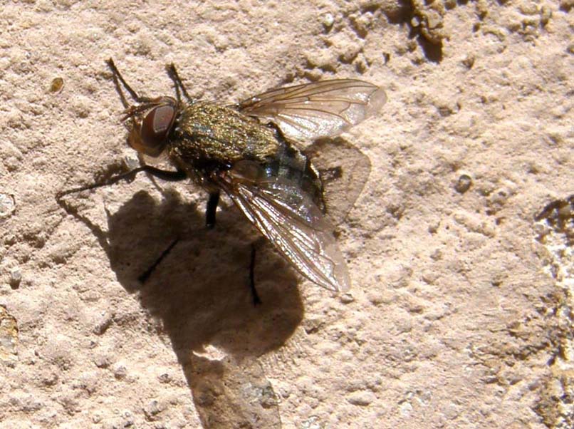 Mosca altoatesina