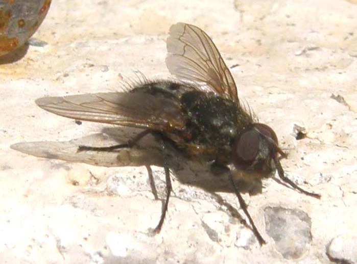 Mosca altoatesina